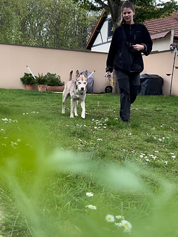 Julie Séférian de Robinsonner Ensemble avec Aska dans le jardin, croisé husky-staff