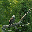 Eagles,Shorebirds,Flicker WREAF07-129.jp
