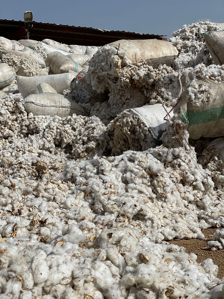 Raw Cotton | African Textile Manufacturers Kano, Nigeria 2024