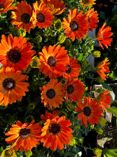 IMG_0032.jpeg