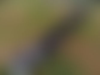 GRUPO AVANTE APOIA CAVALHADAS DE AMARANTINA