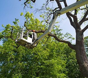Tree pruning Buffalo NY