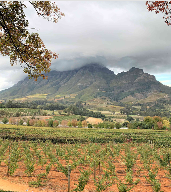Stellenbosch Image - Courtesy of Diana Burton