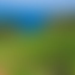 Wines from the Croatian Adriatic Coast