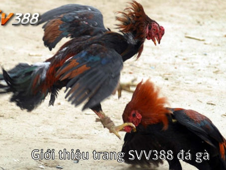 SVV388 - Link vào chơi đá gà SV388 không bị chặn