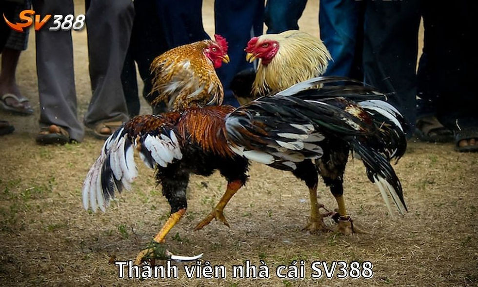 Thành viên nhà cái SV388