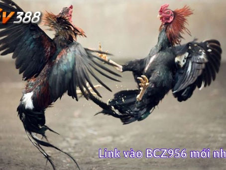 BCZ956 - Link vào cá cược đá gà trực tiếp trên mạng