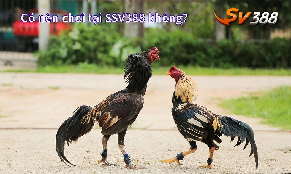 Có nên chơi tại SSV388 không