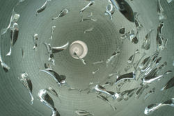 2008_PALACIO_ISORA_MFPORTA_45