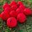 Thumbnail: Glorious Golfers Recycled Callaway SuperSoft