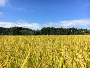【保存版】青森のお米選びガイド|家庭用・ギフト用におすすめの銘柄