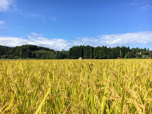 年間契約】青森県産まっしぐら 玄米20kg｜マルサンファーム