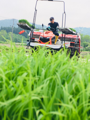 まとめ買いに】青森県産まっしぐら 10kg（令和7年度産・新米）業務用