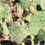 Thumbnail: Prickly Pear Jelly