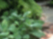 Ferns & Textural Plantings around a Bluestone Patio by Verdant Landscape Company in the Near West End