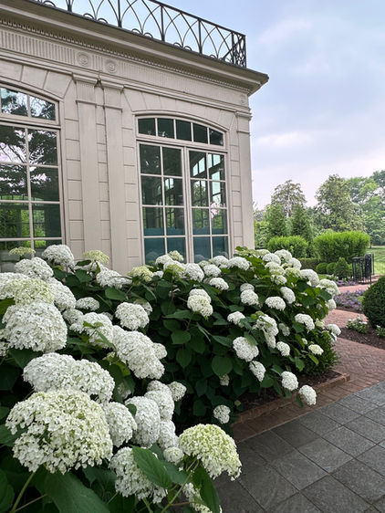 A Windsor Farms client's sunroom is surrounded by beautiful white Annabelle hydrangeas planted and cared for by our expert team