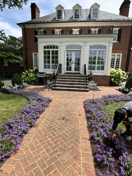 A beautiful Windsor Farms estate designed and planted by Verdant Landscape Company features a sea of purple flowers surrounding the back pathway leading to the pool