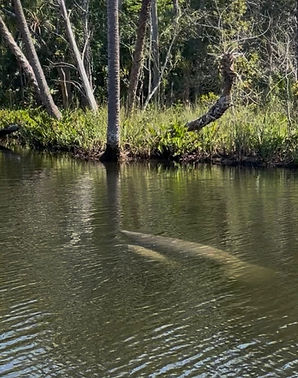 Aripeka Manatee Airboat