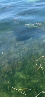 wildlife tour aripeka