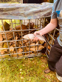 Fisch zubereiten Sascha Grüßinger – Survival Schule Niedersachsen – © 2025