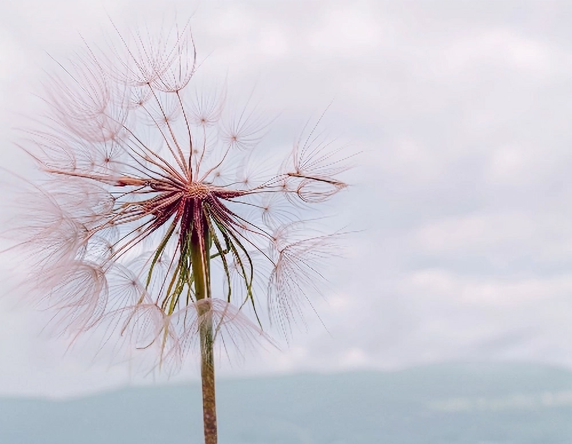 Dandelion with pink background