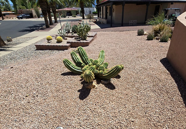 Cactus_CompletedC_edited.jpg