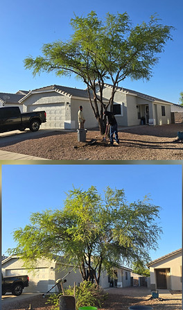 TreeTrimCollage_edited_edited.jpg