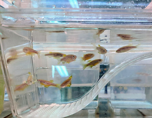 Zebrafish.jpeg