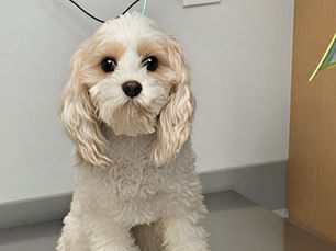 ScentHound Dog Grooming coming soon to Sherwood