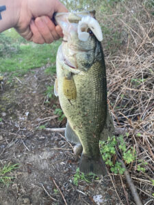 A hand holds a Largemouth Bass caught using a white plastic shad lure, photographed near a grassy, brush-lined pond in the Pacific Northwest.