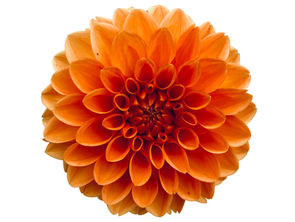 Dahlia Dreams in Full Bloom
