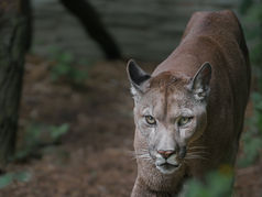 Living with Cougars in the Welches and Mt. Hood Area