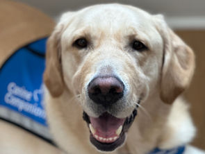 Four Paws and One Big Heart