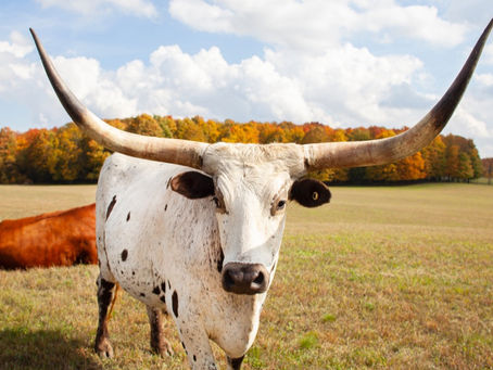 Vet Corner: The Pet Bull