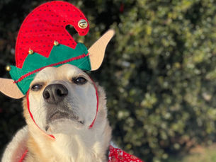 Holiday Hazards for Pets: Thanksgiving and Christmas