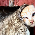 Cats have a way of inserting themselves into whatever we’re doing. If you’ve ever made a bed with a cat in the room, you know it becomes a full-contact sport. They leap onto the sheets just as you’re smoothing them out, tunnel under the comforter, and eventually sit proudly in the center like they’ve helped. They climb into boxes before you’ve even unpacked them, and they treat the items on your nightstand as if they're part of a science experiment. What starts off as a stylish new piece of furniture usually ends up being repurposed by my cat as a scratching post, I’ve learned to accept that. Despite all this, or maybe because of it, we love them. Living with cats means learning to work with their instincts and habits. One of the most common concerns we hear about is inappropriate urination. Before assuming it’s behavioral, it’s important to rule out medical causes like urinary tract infections or kidney disease with a simple urine test. If health issues are ruled out, take a close look at the litter box situation. The general guideline is one litter box per cat, plus one extra. Litter boxes should be in quiet, accessible areas and cleaned daily. Covered boxes and scented litters may be convenient for us, but many cats avoid them. Sometimes, the solution is as simple as one more box, a larger, cleaner box, or moving it to a more cat-friendly location. Creating an enriched home environment is just as important as food and water. Cats love to perch up high, so providing vertical space like cat trees, wall shelves, or even the top of a sturdy bookcase can help meet this need. Setting up a bird-watching spot near a window gives indoor cats mental stimulation and satisfies their natural curiosity. Scratching posts, both horizontal and vertical, should be scattered throughout the home. Scratching is how cats mark territory and stretch, and redirecting that behavior to appropriate surfaces protects your furniture (sometimes) and keeps them happy. Cats are also masters at hiding illness. This is especially true for older cats, who often won’t show obvious signs of being unwell. Watch for subtle clues like weight loss, a rough or greasy coat, drinking more water than usual, urinating more often, or being picky with their food. These signs are worth checking out, especially as cats age. Conditions like kidney disease and hyperthyroidism can be caught early with lab work and managed with simple treatments. Flea prevention is another area where cat owners often run into trouble. Even indoor-only cats are at risk. Fleas can hitchhike into your home on clothing, shoes, or other pets. Over-the-counter flea medications often don’t last a full month or are no longer effective against modern flea populations. Prescription products remain the most reliable and safest choice, and treating every pet in the household consistently is key to getting rid of fleas for good. Caring for cats means understanding what makes them feel secure, comfortable, and healthy. From litter box placement to vertical territory, and from recognizing signs of illness to choosing effective flea control, small changes can make a big difference in their quality of life. And while they may continue to knock everything off your nightstand, they’ll also curl up beside you at the end of the day, content in a home that works for them. 503-765-6702 www.northwestmobilevet.com info@northwestmobilevet.com