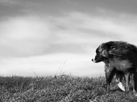 Vet Corner: Hidden Dangers: Common Toxins for Pets and Livestock