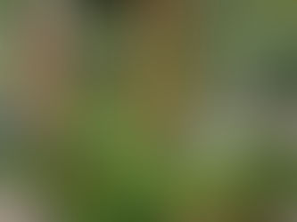 The Dream Garden: Forty Years Rooted in Community