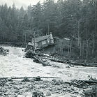 In late December 1964, as the Mountain was preparing for Christmas, the weather in the upper Sandy River valley began to shift quickly. A warm Chinook wind swept into the region, accompanied by days of heavy rain, melting a deep early-winter snowpack, while frozen ground prevented the water from soaking in. Creeks rose first, then the rivers. By the time people realized how serious it was, the water was already moving fast and carrying things with it — logs, boulders, and entire sections of riverbank. It was reported that Government Camp received 16 inches of rain in four days. The Sandy River and its tributaries, including the Zigzag, Still Creek, and the Salmon River, pushed beyond their channels, reshaping the course of the river in a matter of hours. The river roared as it made its way down through the mountain communities. Those who were there remember the sound of the rushing water and the low thunder of rocks and timber rolling downstream as the water continued to climb. Schools were dismissed early as conditions worsened. Children crossed the bridge over the Zigzag River at Rhododendron, which was already shifting beneath their feet, escorted carefully as the river surged below. Families gathered what they could carry, moving belongings to higher ground or leaving altogether as the water rose faster than expected. For Rhododendron, the flood became a crisis when bridges began to fail. The Still Creek Bridge east of town started to pull away from its banks, while the Zigzag River bridge collapsed completely, along with the swinging footbridge that crossed the river just upstream. Farther west, the river continued its destructive path. The Sandy River Bridge at Brightwood, which was under construction at the time, was heavily damaged as homes and logs slammed into it while trying to pass beneath. Bridges over Alder Creek and Wildcat Creek were also destroyed, along with homes that lined the banks. Even Marmot Road washed out. With Highway 26 and side roads severed in multiple places, Rhododendron was suddenly isolated. There was no simple way in or out. With roads cut and access limited, the community rallied. Welches school became an emergency center, sheltering stranded residents and students who could not get home. Food was shared, people slept where they could, and neighbors looked after one another while the river continued to tear through the valley. For children, it was confusing and frightening, but also communal — and probably a little bit fun — spending those long winter nights together, sleeping in the school gym while the world outside changed. In the absence of a functioning bridge over the Zigzag River, a temporary solution was improvised. Local ski legend and capable mountain woman Joie Smith helped rig an overhead cable across the river, suspending a boatswain’s seat beneath it. Using this makeshift crossing, people and essential supplies were ferried back and forth across the flood-swollen water. For a time, it was the only practical connection between Rhododendron and the outside world. When the water finally receded in early January, what remained was a landscape few recognized. Riverbanks had shifted, channels had moved, and familiar places were simply gone. Cleanup began almost immediately, but progress was slow. Heavy equipment appeared in the river itself, pushing massive boulders and logs in an effort to guide the water back into a more stable channel. It was painstaking work, done in cold conditions, with no guarantee that the river would cooperate. Just weeks later, heavy rains returned: in late January, 1965, they brought another rise in water levels and renewed flooding. While less destructive than the Christmas flood, it delayed repairs and reminded already weary locals how fragile recovery could be. For those who lived through it, the Christmas Flood of 1964 is often remembered less as a single event than as a long winter of disruption and loss. Roads, bridges, homes, and routines were all altered. More than sixty years later, the rivers still carry those memories — etched into the bends of the channel and in the stories passed down by those who remember when the water rose and changed their world forever.