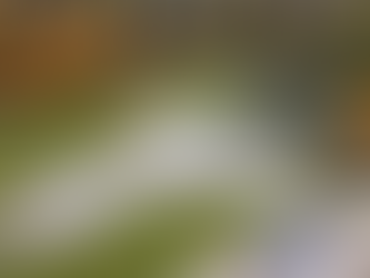 Sandy Municipal Park Update