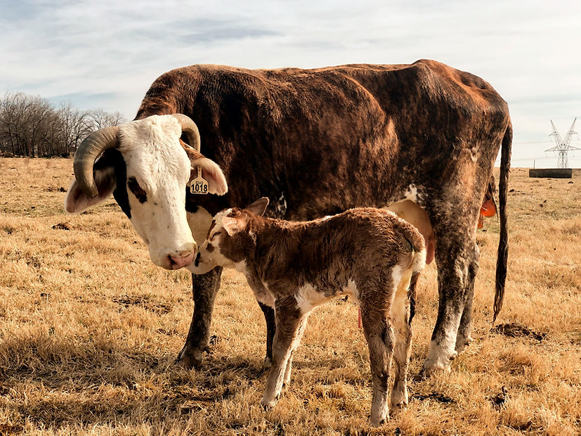 HOME GAINESVILLE LIVESTOCK AUCTION TEXAS