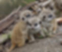 meerkats-1.f19c68b.jpg