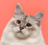 Neva Masquerade Cat