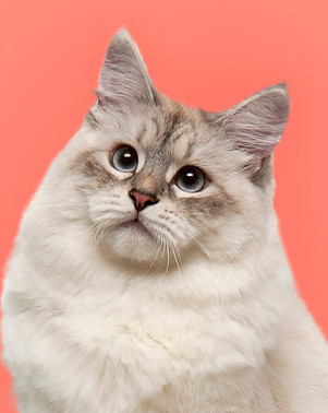 Neva Masquerade Cat