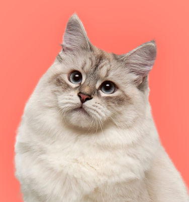 Neva Masquerade Cat
