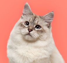 Neva Masquerade Cat