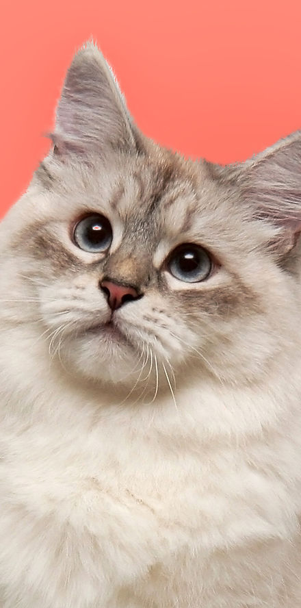Neva Masquerade Cat