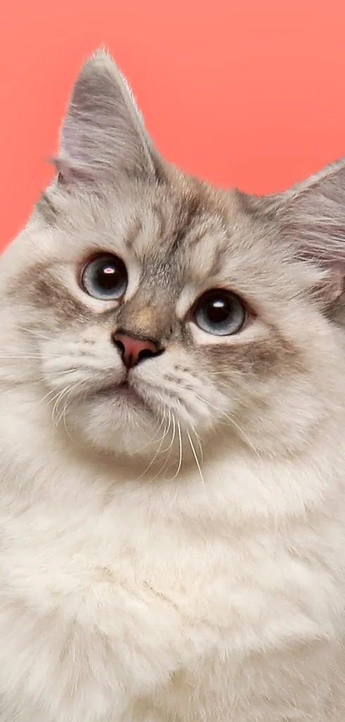 a cat clinic mandarin