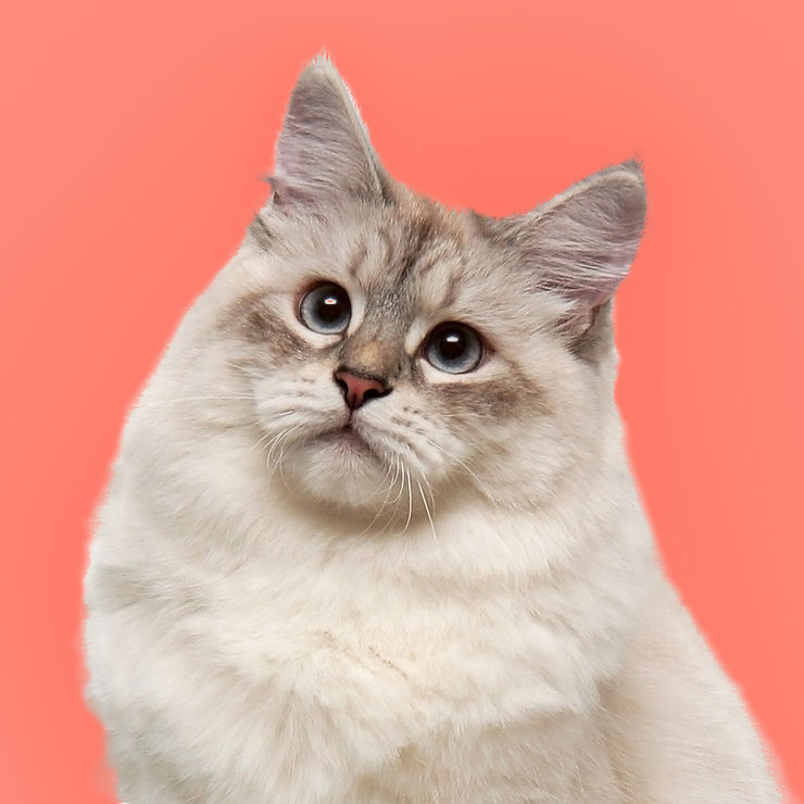 ree