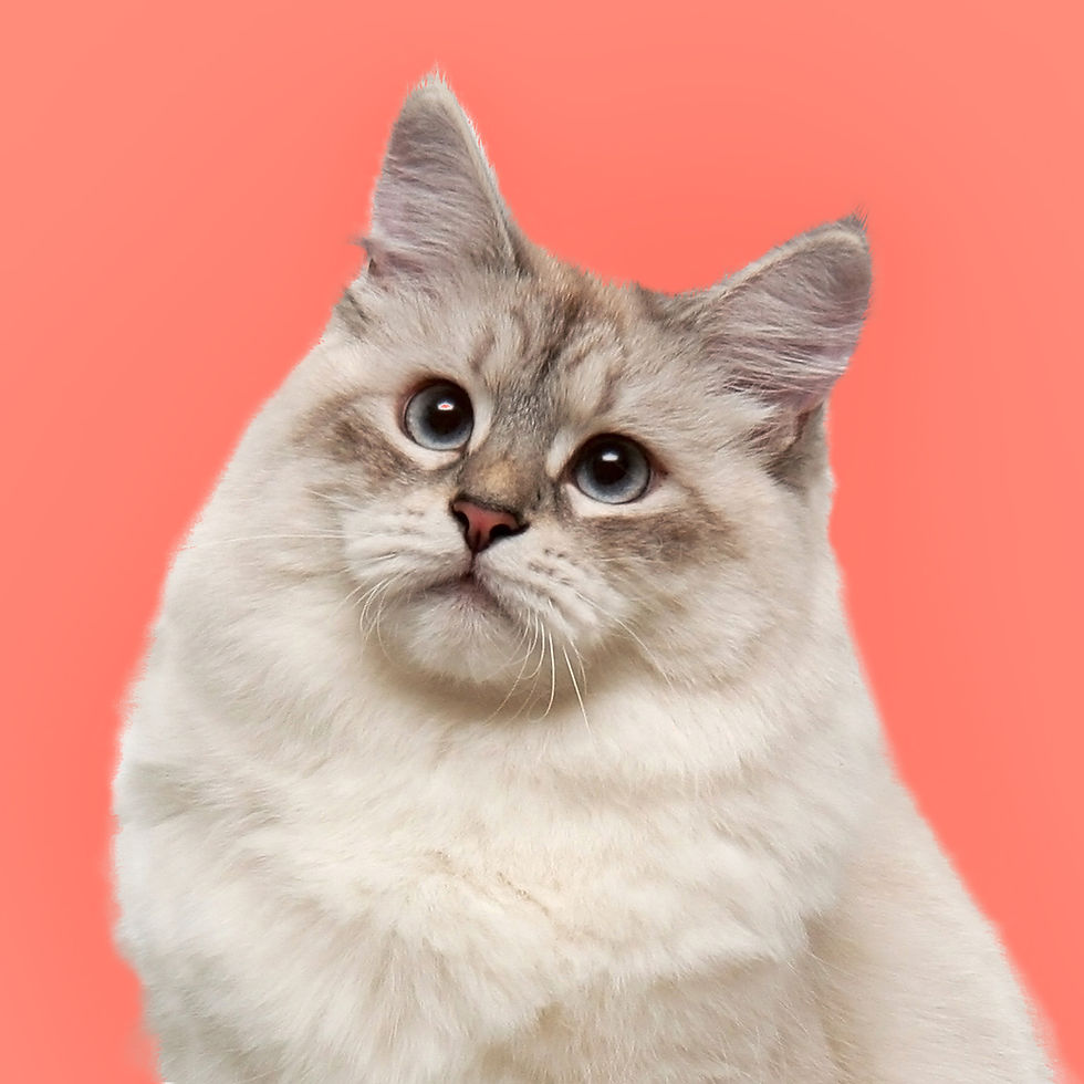 Fluffy Cat Portrait